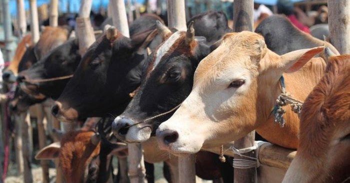 Prosedur Mendirikan Rumah Potong Hewan Secara Legal